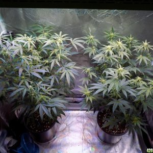 Week18 Update Roslyn Road day 53 of flower