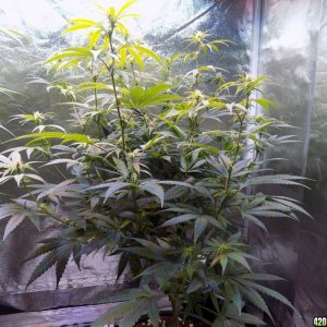 Week18 Update Roslyn Road day 53 of flower