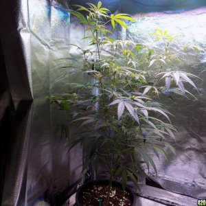 Week18 Update Roslyn Road day 53 of flower