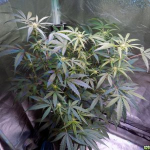 Week18 Update Roslyn Road day 53 of flower