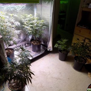 Week18 Update Roslyn Road day 53 of flower