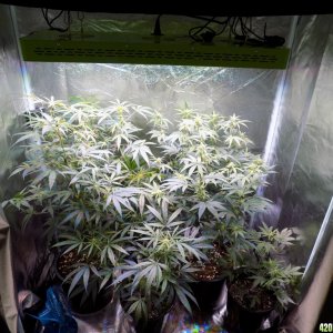 Week18 Update Roslyn Road day 53 of flower