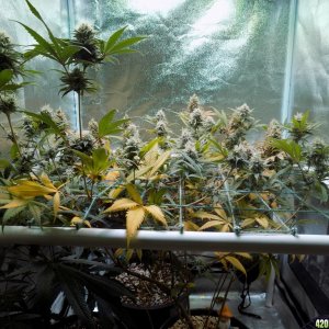 Week18 Update Roslyn Road day 53 of flower