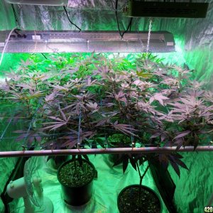 Week18 Update Roslyn Road day 53 of flower