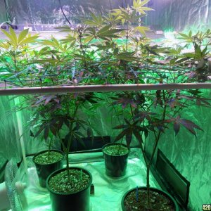 Week18 Update Roslyn Road day 53 of flower