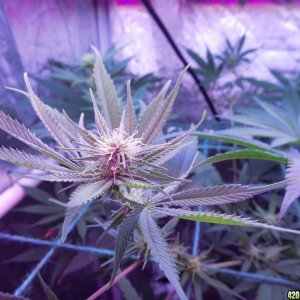 Week18 Update Roslyn Road day 53 of flower