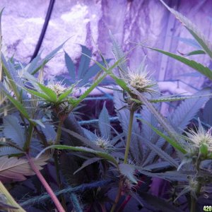 Week18 Update Roslyn Road day 53 of flower