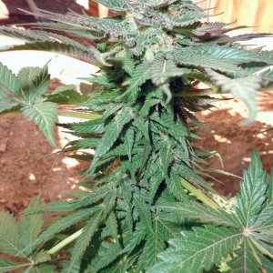 2015 Southern California Spring Med Grow