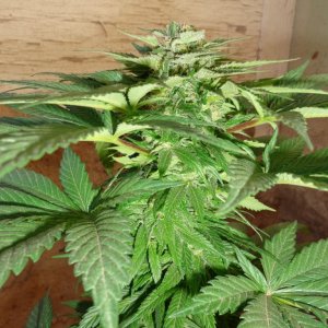 2015 Southern California Spring Med Grow