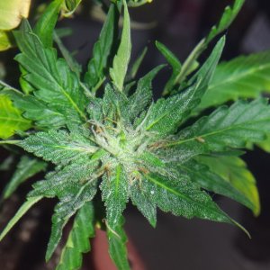 Royal Dwarf - 07-21-2015 Harvest Day