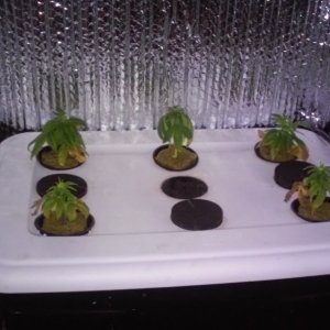 clones day 11