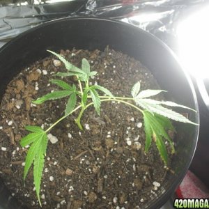 Aerial view of the NL clone