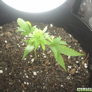 top view of purple kush clone