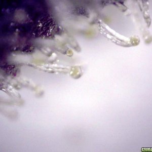 lowryder trichs