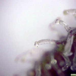 lowryder trichs