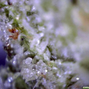 lowryder trichs