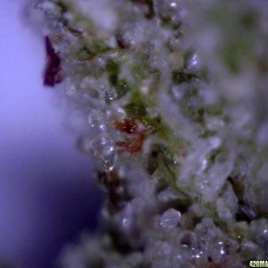 lowryder trichs