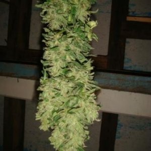 Thai Buddah/ Super Skunnk