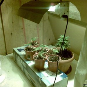 new_set_up_with_440_watt_HPS