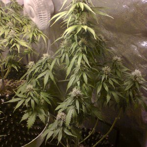 Auto_Sweet_Skunk_-_Day_63_-_22JUL2015