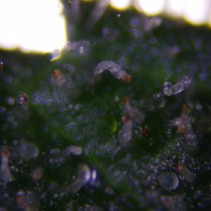 Harvest trichomes?