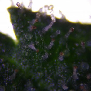 Harvest trichomes?