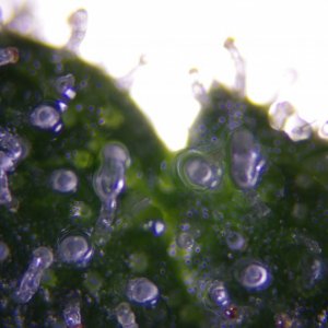 Strong Girl trichomes