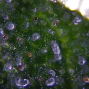 Strong Girl trichomes