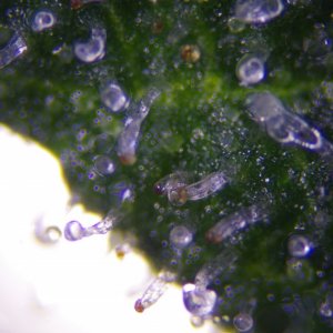 Strong Girl trichomes