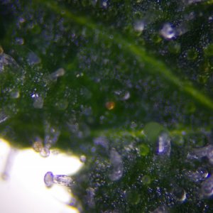 Strong Girl trichomes