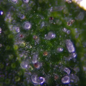 Strong Girl trichomes