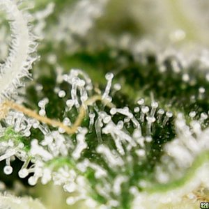 Trichome Closeup 001