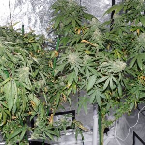 Mars Hydro Mars II 1600w Plushberry Harvest