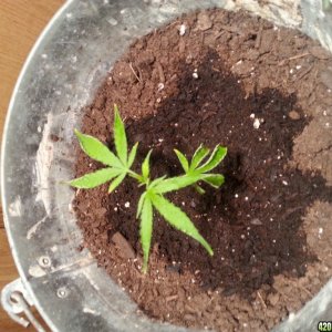 Clone wont grow?