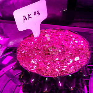 AK48 Day 1