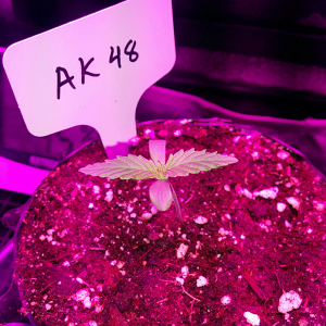 AK48 Day 4