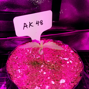 AK48 Day 6