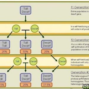 Breeding Technique