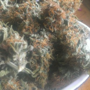 Trainwreck Dried n Cured (Humbodlt seed co.)