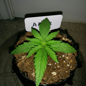 AK48 Day 13 Pic 1