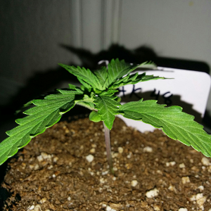 AK48 Day 13 Pic 2