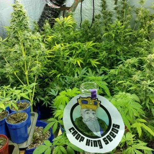 Crop King Seeds Plants