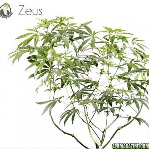 Crop King zeus