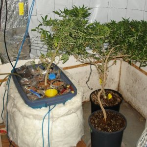 Ghetto grow room