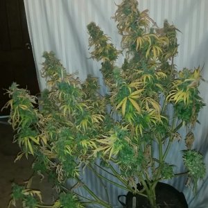 Breeder seed Giselle - Harvest Day