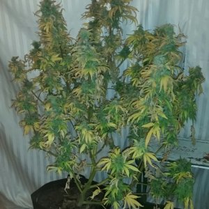 Breeder seed Giselle - Harvest Day