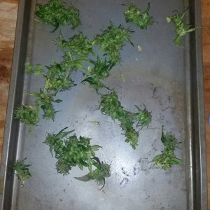 Breeder seed Giselle - Harvest Day