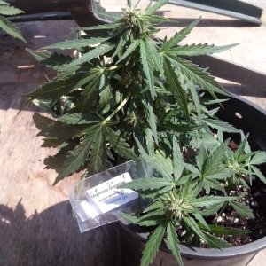 autoflowering strains....walter white auto...