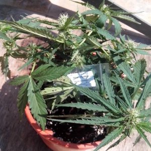 autoflowering strains....skunk automatic