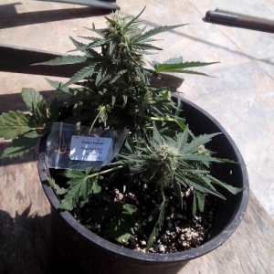 autoflowering strains....kings kush auto